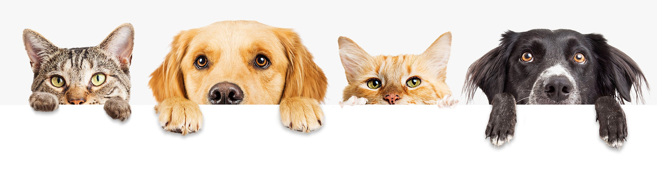 Home Page Banner Image